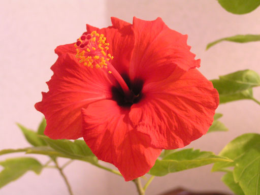 hibiszkusz.jpg